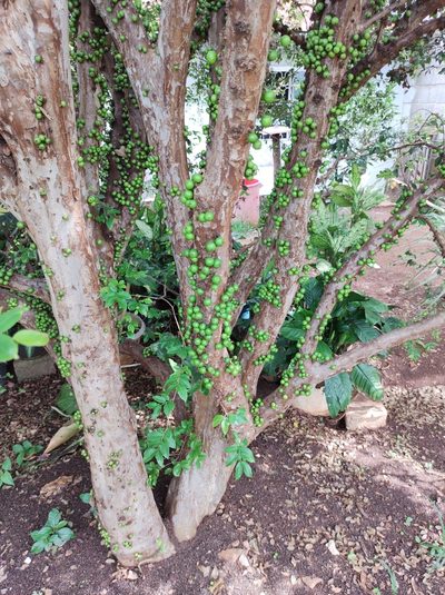 Plinia cauliflora, photographed by Sidney Alves Tadeu