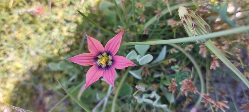 Romulea hirsuta, photographed by sharndreheuvel