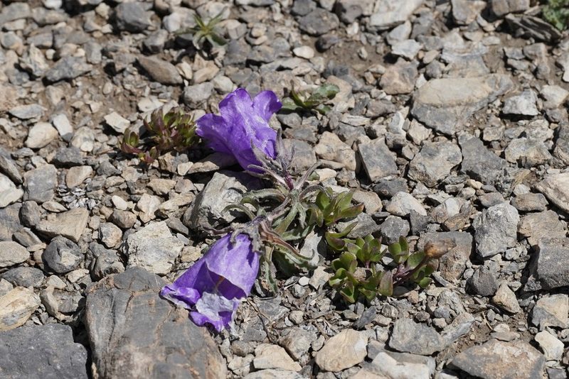 Campanula alpestris, photographed by Julia Moning