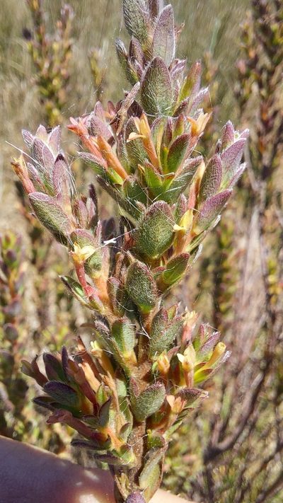 Gnidia spicata, photographed by Jacques van der Merwe
