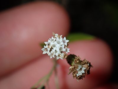 Ageratina riparia, photographed by Thomas Mesaglio