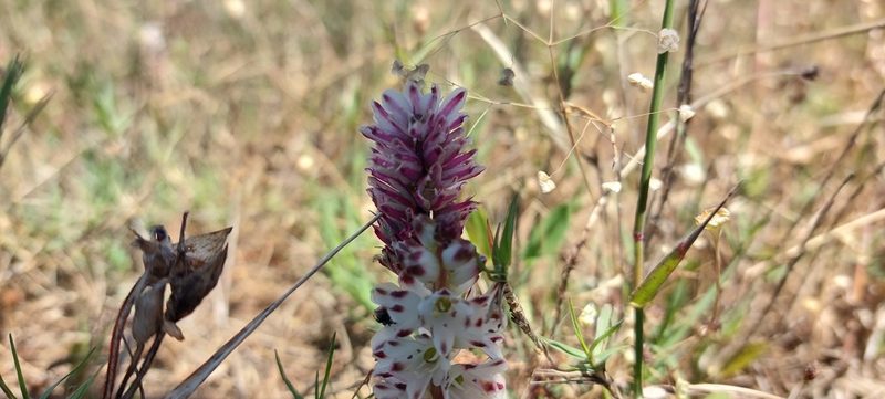 Lachenalia contaminata, photographed by sharndreheuvel