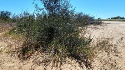 Cliffortia ericifolia, photographed by Jacques van der Merwe