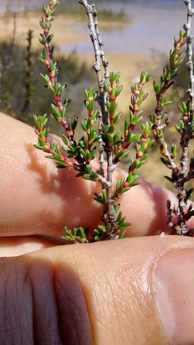 Cliffortia ericifolia, photographed by Jacques van der Merwe
