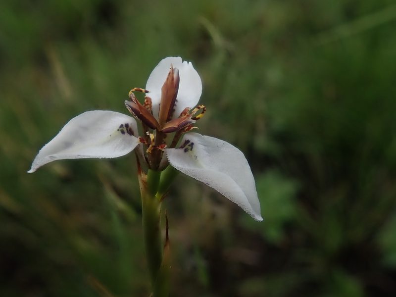 Moraea marionae, photographed by Jimmy Whatmore
