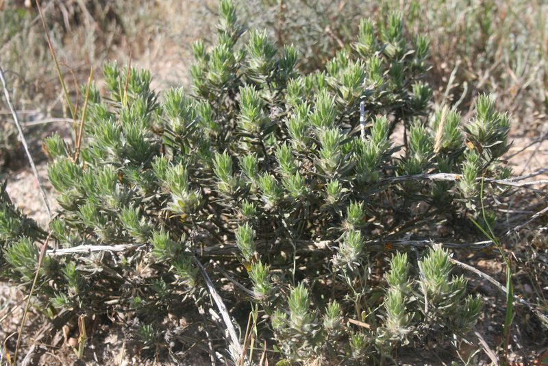 Xiphotheca lanceolata, photographed by Jacques van der Merwe