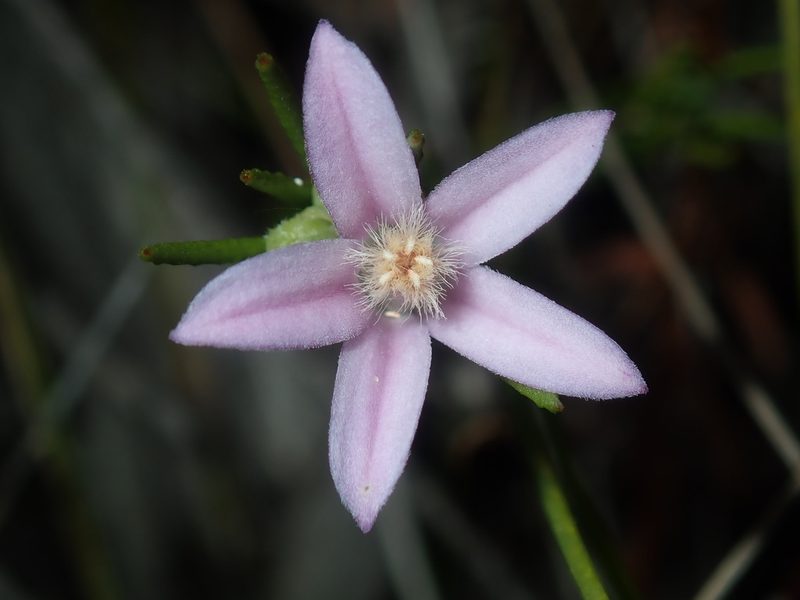 Philotheca reichenbachii, photographed by Thomas Mesaglio