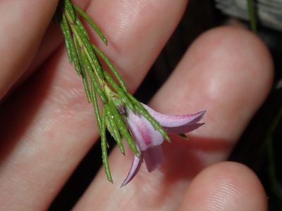 Philotheca reichenbachii, photographed by Thomas Mesaglio