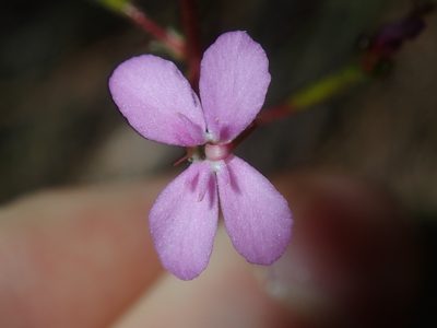 Stylidium lineare, photographed by Thomas Mesaglio