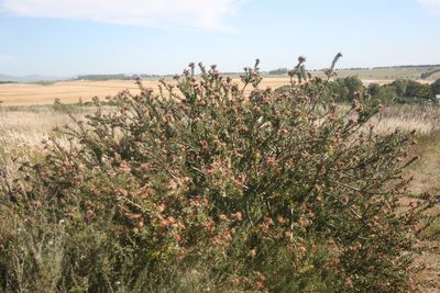 Leucospermum calligerum, photographed by Jacques van der Merwe