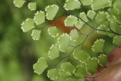 Adiantum poiretii, photographed by Tony Rebelo