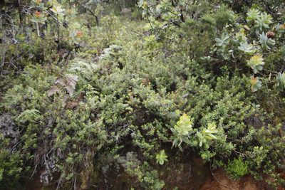 Cliffortia pedunculata, photographed by Tony Rebelo