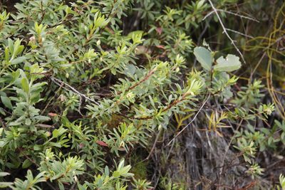 Cliffortia pedunculata, photographed by Tony Rebelo
