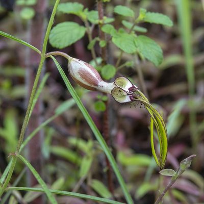 Ceropegia spiralis, photographed by Paulmathi Vinod