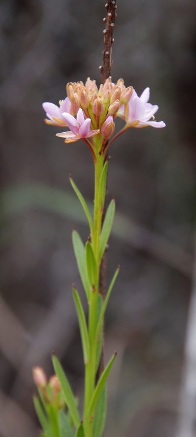 Heliophila callosa, photographed by Tony Rebelo