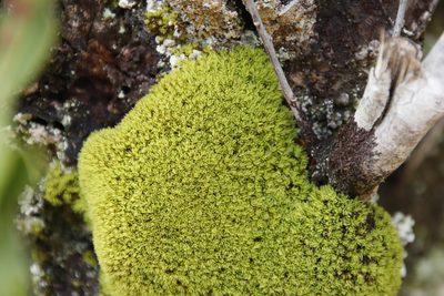 Hypodontium pomiforme, photographed by Tony Rebelo