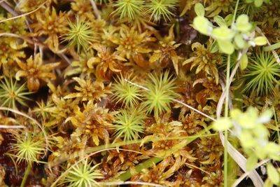 Polytrichum subpilosum, photographed by Tony Rebelo