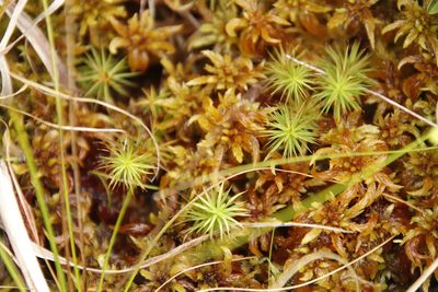 Sphagnum truncatum, photographed by Tony Rebelo