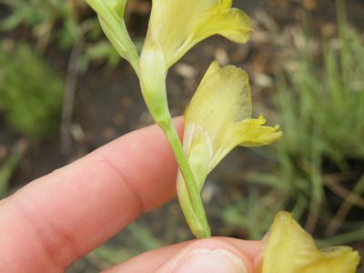 Gladiolus woodii, photographed by Antoinette Eyssell Knox
