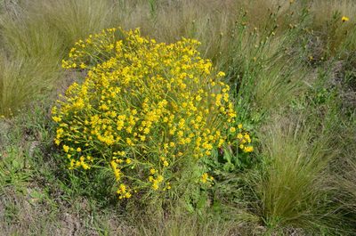 Senecio pampeanus, photographed by Lauu