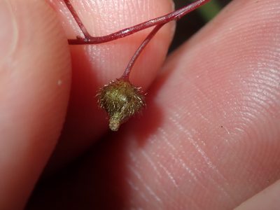 Drosera peltata, photographed by Thomas Mesaglio