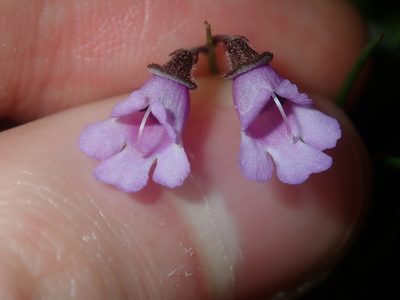 Prostanthera denticulata, photographed by Thomas Mesaglio