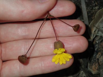 Goodenia caroliniana, photographed by Thomas Mesaglio