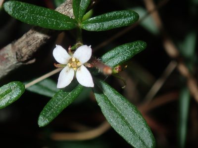 Zieria pilosa, photographed by Thomas Mesaglio