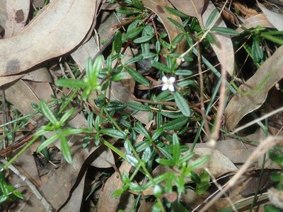 Zieria pilosa, photographed by Thomas Mesaglio