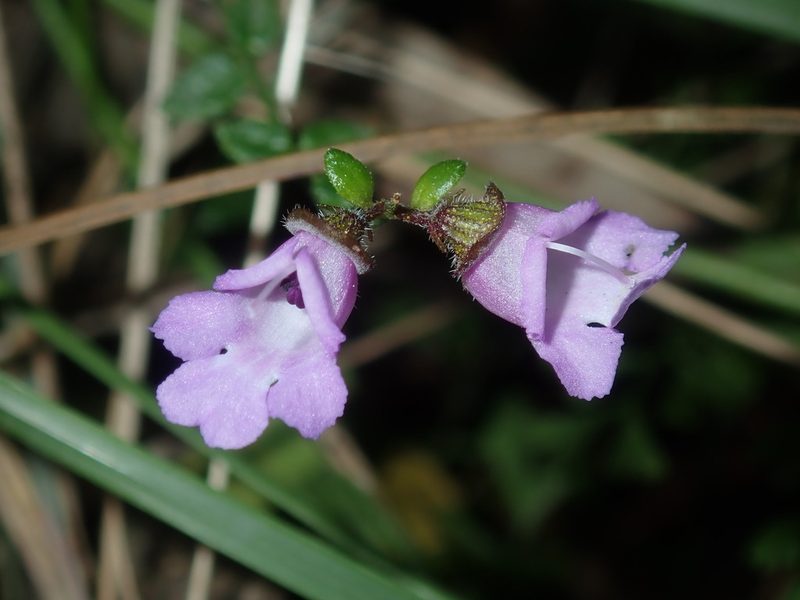 Prostanthera denticulata, photographed by Thomas Mesaglio