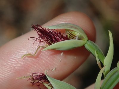 Calochilus paludosus, photographed by Thomas Mesaglio