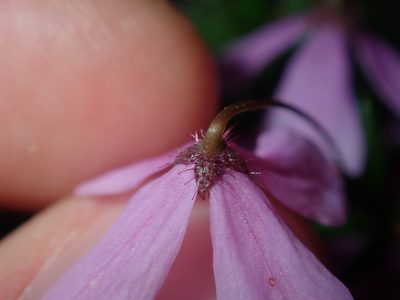 Tetratheca ericifolia, photographed by Thomas Mesaglio