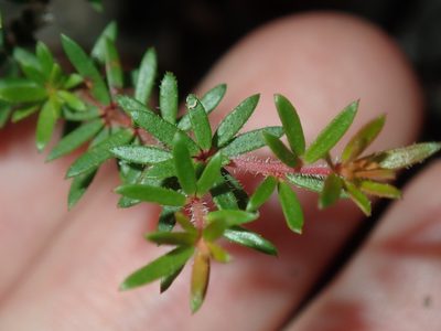 Micrantheum ericoides, photographed by Thomas Mesaglio