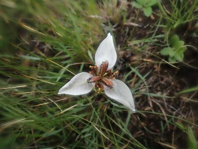 Moraea marionae, photographed by Jimmy Whatmore