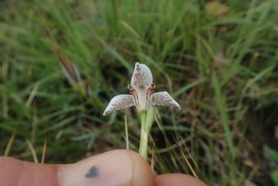 Moraea marionae, photographed by Jimmy Whatmore
