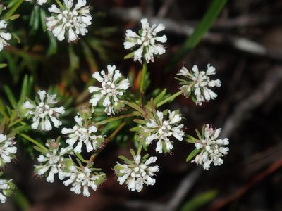 Poranthera ericifolia, photographed by Thomas Mesaglio