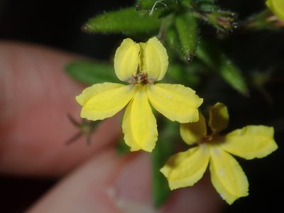 Goodenia heterophylla, photographed by Thomas Mesaglio