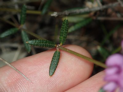 Mirbelia rubiifolia, photographed by Thomas Mesaglio