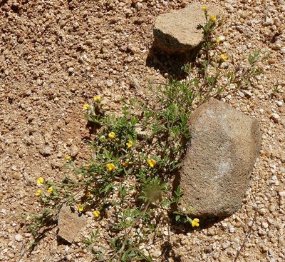 Stylosanthes viscosa, photographed by Bill Levine