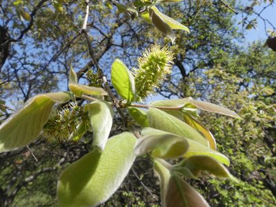 Combretum molle, photographed by Innes Buchner