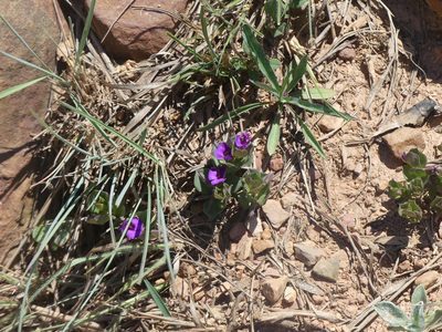 Polygala transvaalensis, photographed by Innes Buchner