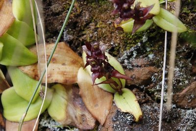 Satyrium bracteatum, photographed by Tony Rebelo