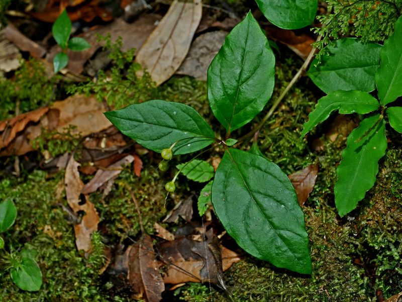 Lysimachia ardisioides, photographed by Jacy Chen