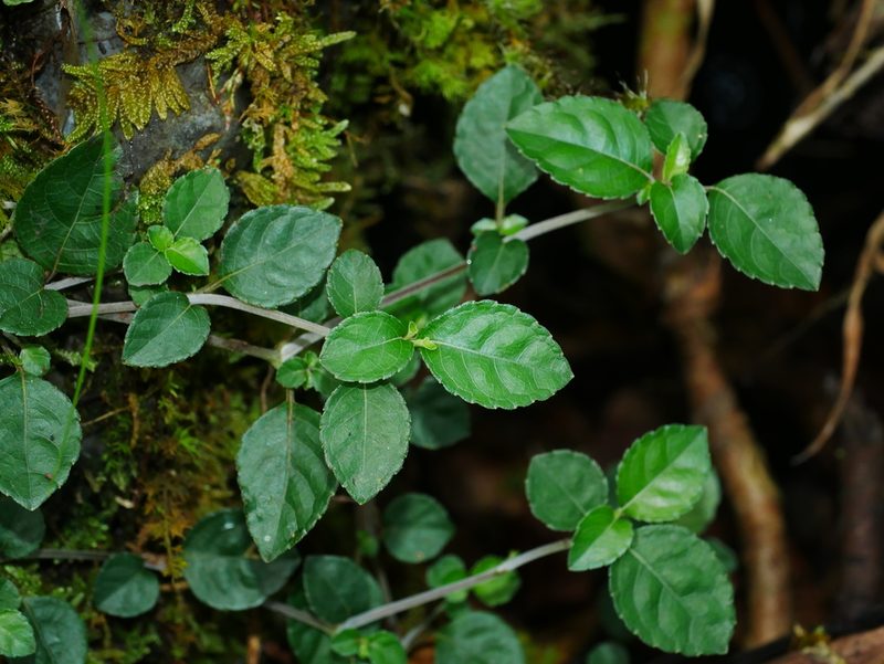 Strobilanthes rankanensis, photographed by Jacy Chen