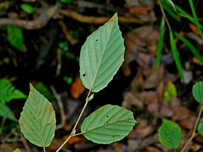Corylopsis pauciflora, photographed by Jacy Chen