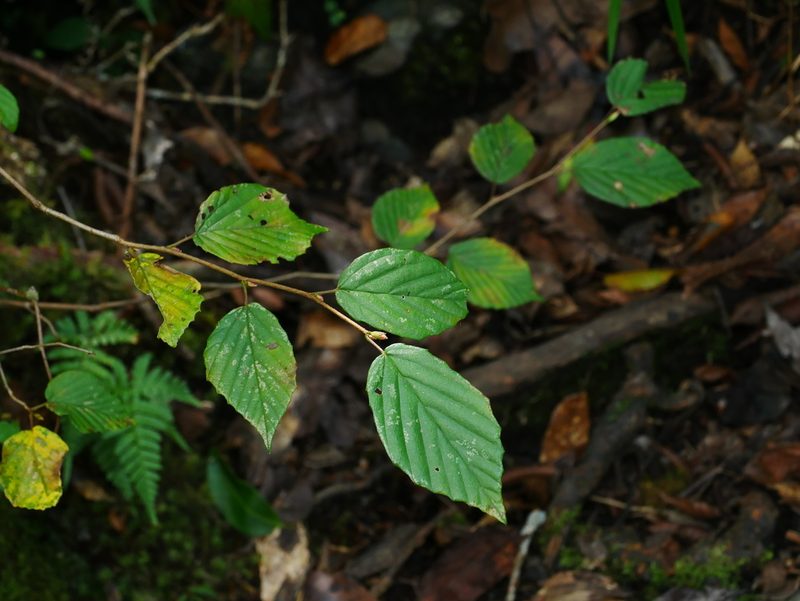 Corylopsis pauciflora, photographed by Jacy Chen