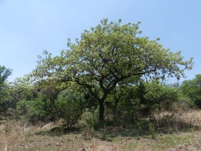 Burkea africana, photographed by Innes Buchner