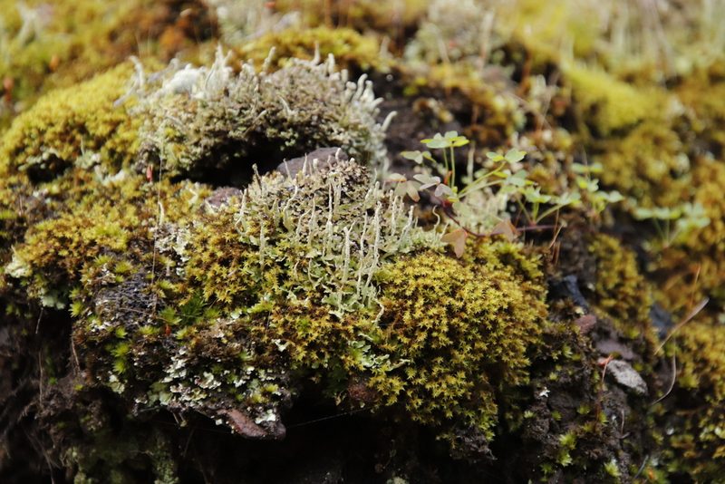 Triquetrella mxinwana, photographed by Tony Rebelo