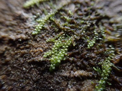 Radula bolanderi, photographed by Randal