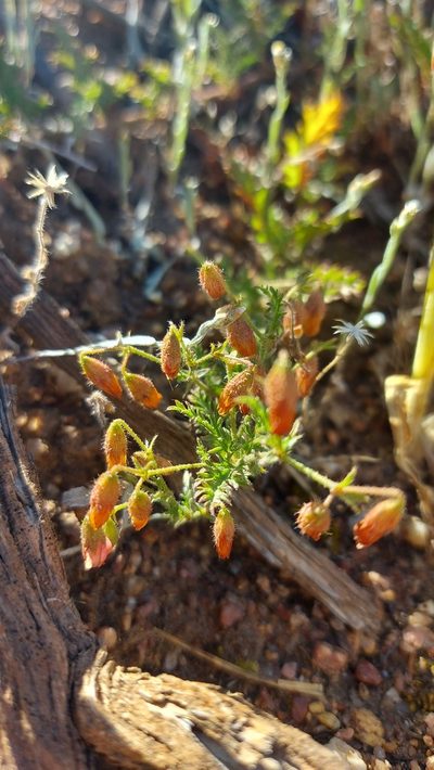 Hermannia diffusa, photographed by Jacques van der Merwe